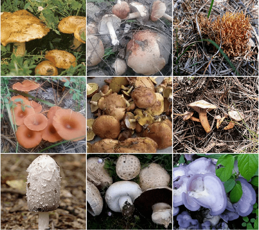 也有很多小伙伴发现 今年蘑菇的数量和种类都特别多 想采摘又怕误食误