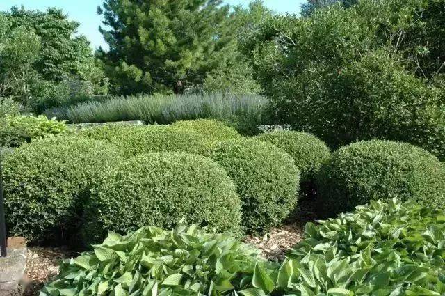 造型植物 球形灌木