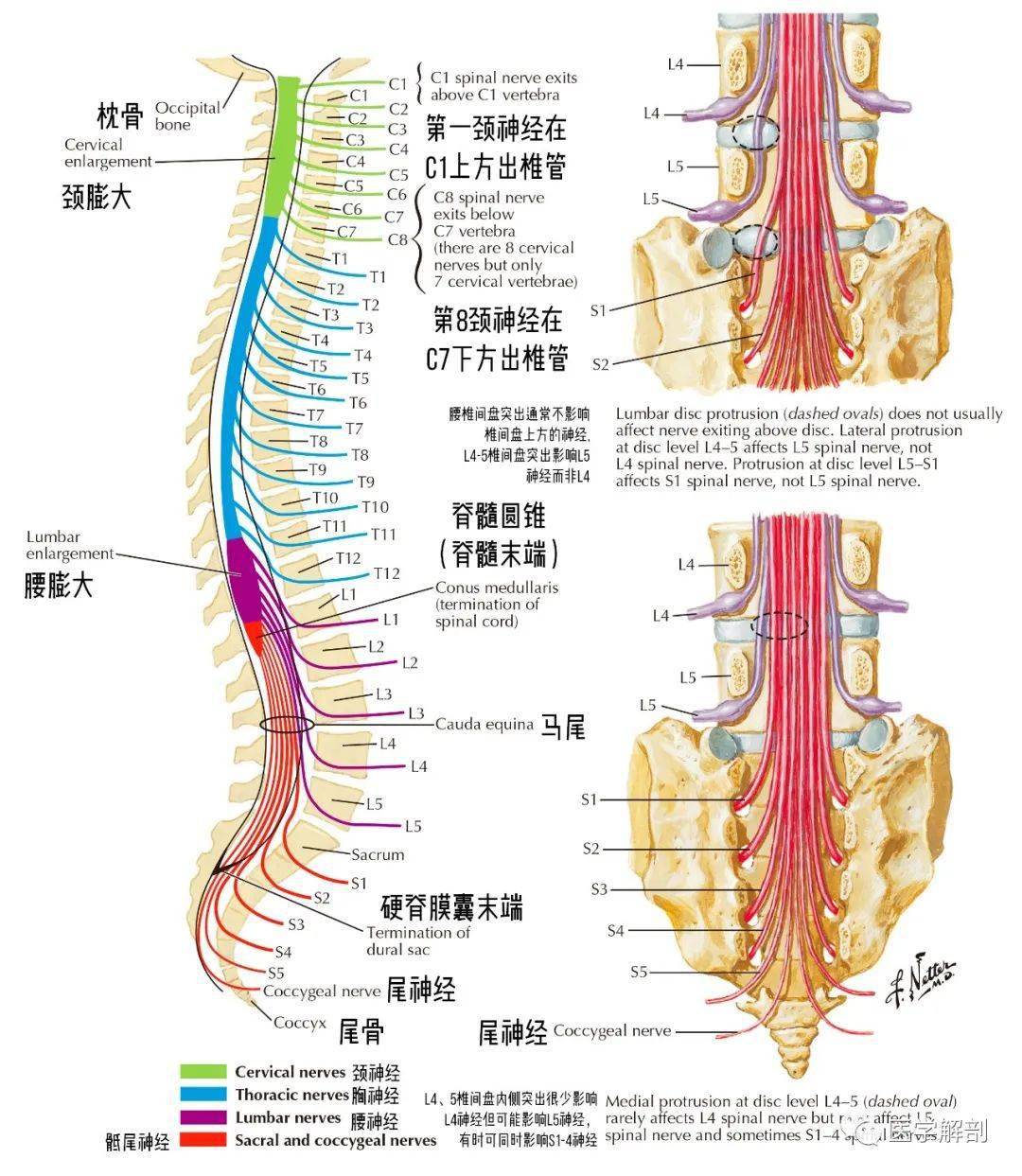 解剖图谱 脊神经根与脊柱的关系