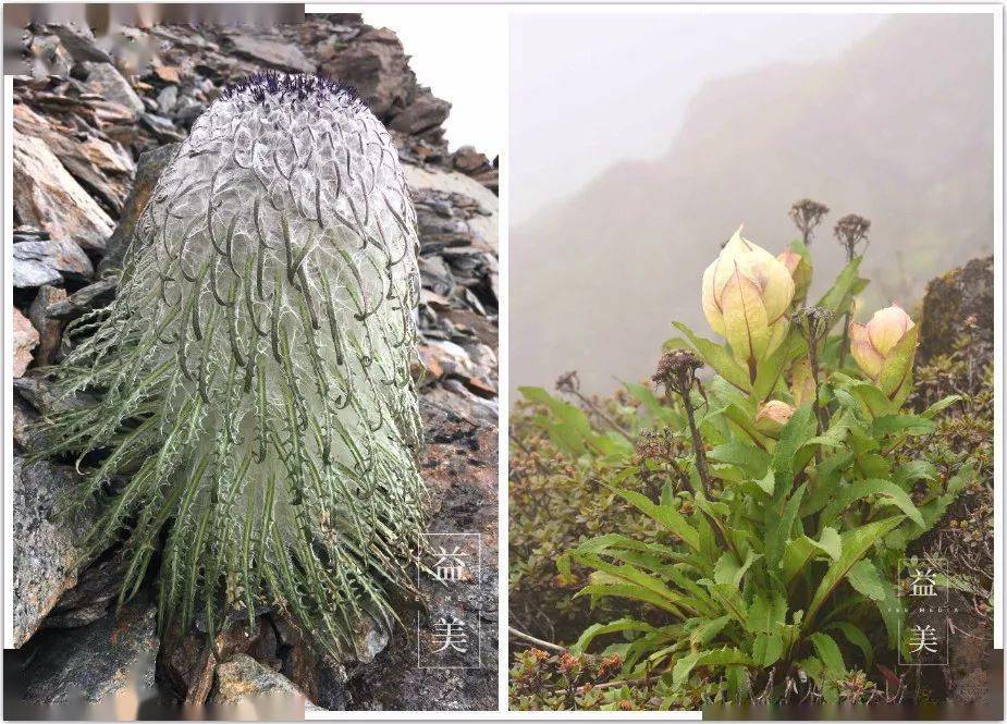 雪莲花并没有那么神青藏高原是没有的仅分布于新疆天山山脉一代也不说