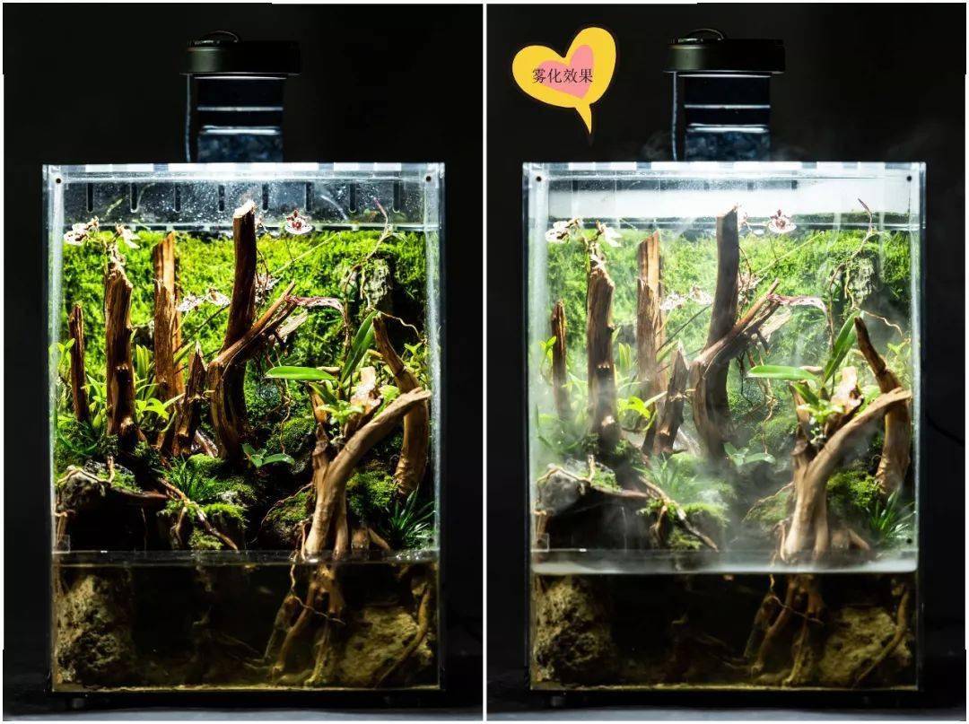 轻石,杜鹃根,苔藓,耐水性高兰花,雨林植物 设计理念:热带雨林造景常用