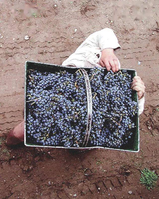 酒庄|旅途中总有好胃口带上一支红酒