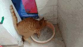 自从养猫后,我每天都看着我家猫拉屎!_猫砂