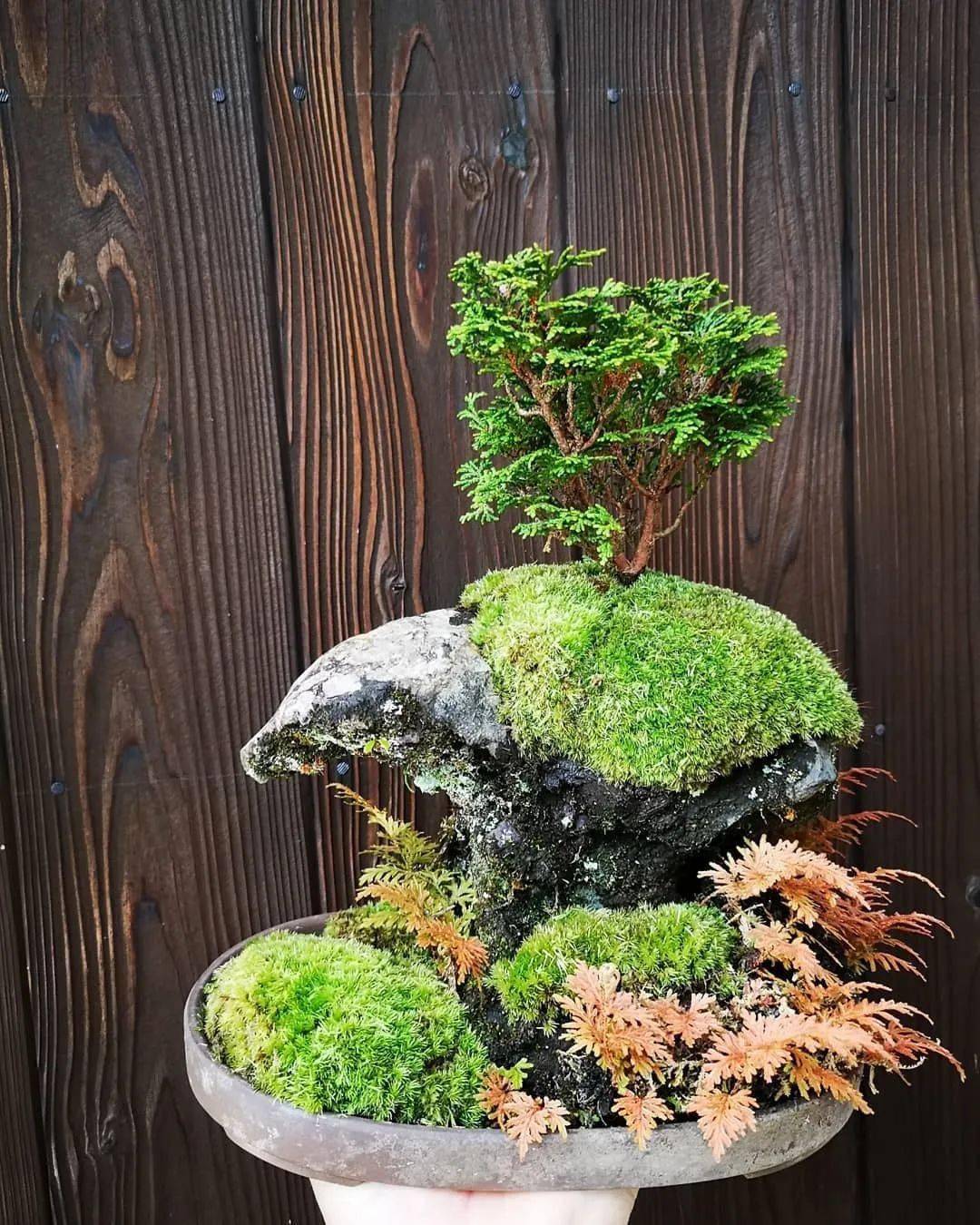 苔藓微景观 c5bd8e5bf4474dcf94fa5fb65550dbda.jpeg