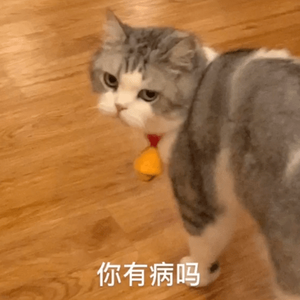 from/dy 江湖有大头 号外:喵主的猫咖店为 mocha猫咪咖啡(杭州西湖