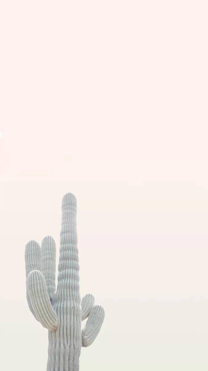 一大波「简约风」花草壁纸来袭,速速收藏!