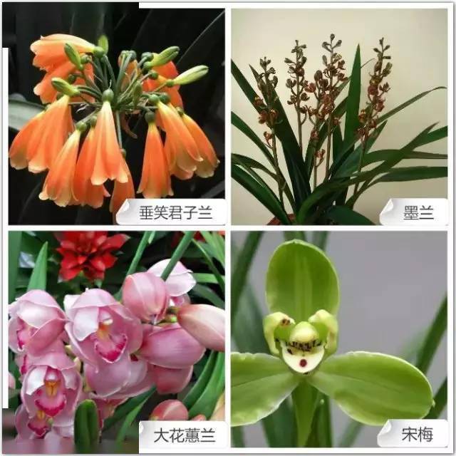 68种 · 常见兰花的兰花品种与花色图谱
