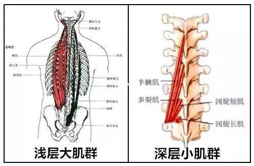 怎样锻炼放松竖脊肌健身必看