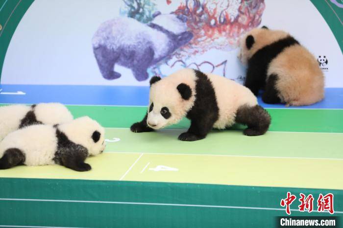 7只"2020级"成都新生大熊猫与公众首次见面
