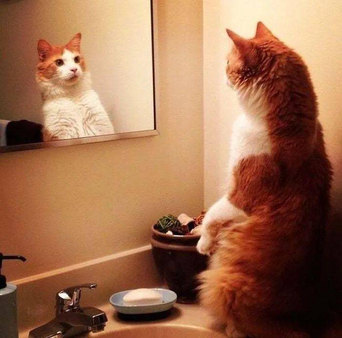 猫狗照镜子表情能多有戏