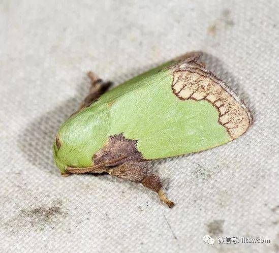 基褐绿刺蛾,又称褐斑绿刺蛾,前翅基部褐色,外端具尖锐的齿突,前翅后端
