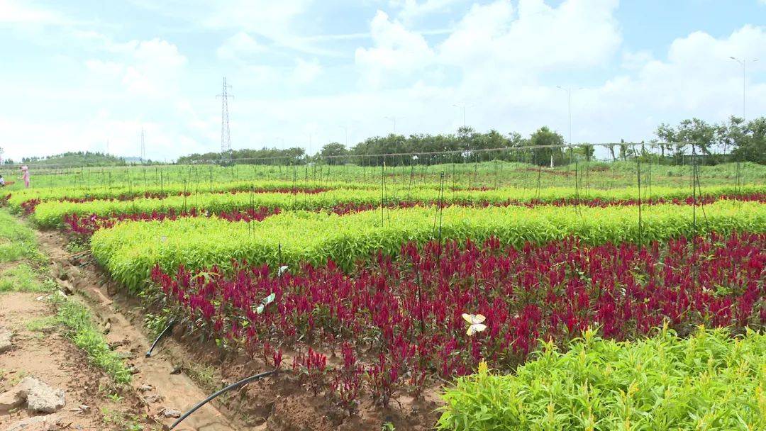 阳西:西荔王花海竞相开放迎"双节"_旅游观光