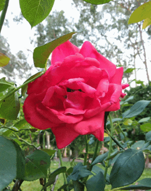 月季象征富有青春气息 诗人杨万里说 图片来源@知天气 苏轼说 