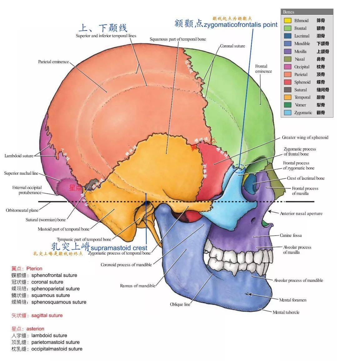 解剖详解丨一文读懂颅骨解剖-美图分享
