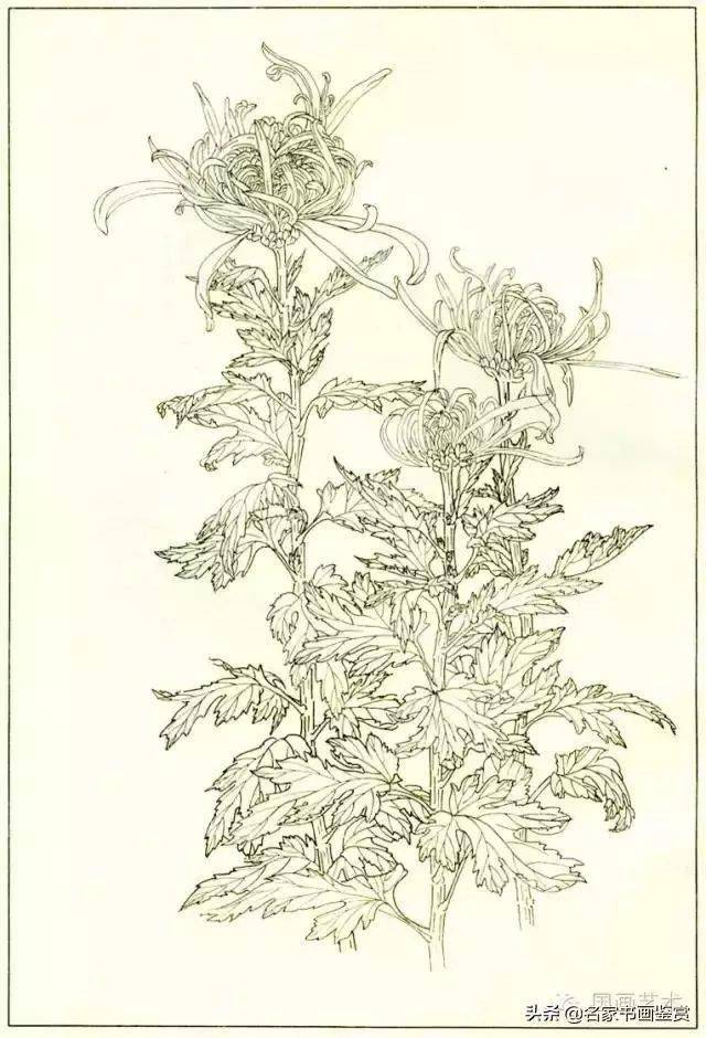 四十种菊花白描画谱与设色概要