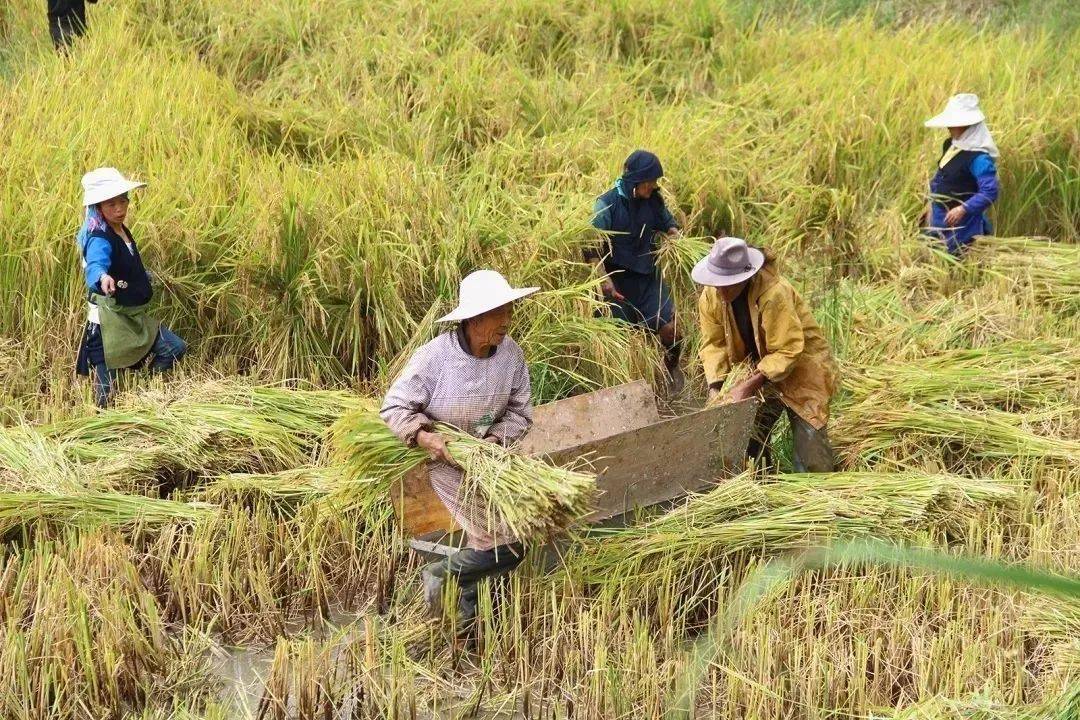 打稻谷,捞鱼抓鸭