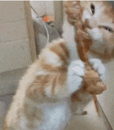 猫:骂什么骂,这是老子凭本事吃到的 ▼ 小猫偷吃西瓜被抓现场 吃完后