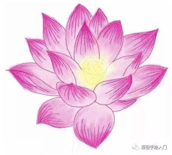 彩铅画入门花卉 | 彩色铅笔画技法~荷花的画法步骤