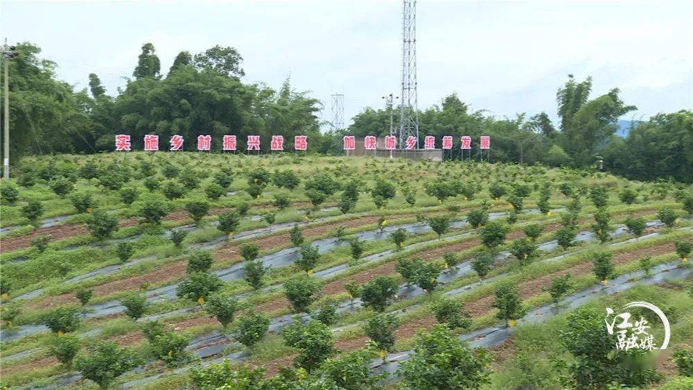 复兴村红丰水果专合社负责人 龚贵荣:我们目前流转的土地大概是在500
