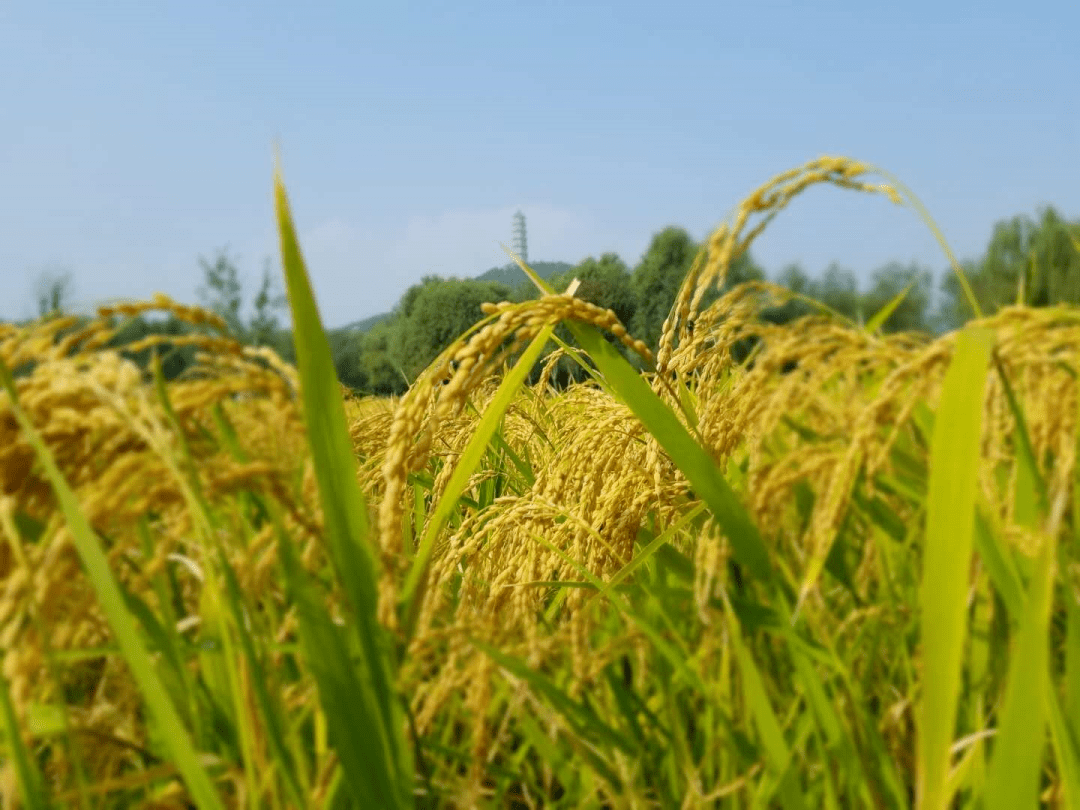 《fields of gold  金色的田野 》