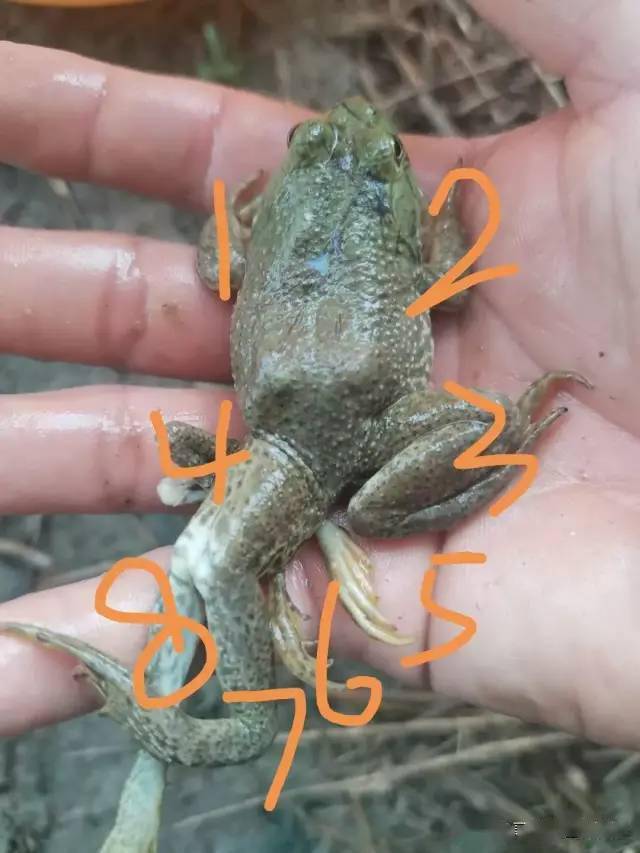 怪物5条腿的牛蛙很稀奇博白竟发现8条腿的青蛙
