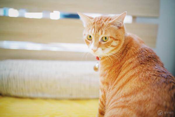 一只猫大概用多少斤猫砂 dbc5ad4147b34c898c04deb5c87cfc42.jpeg