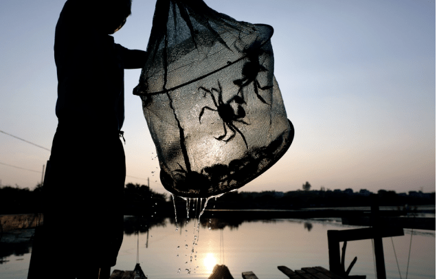 平价|大闸蟹平价史