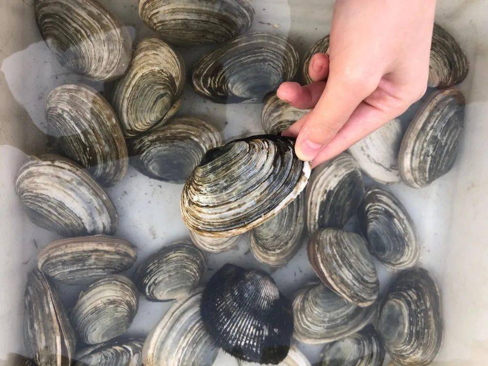 螃蟹|威海海鲜价格这样，快吃起来国庆假期