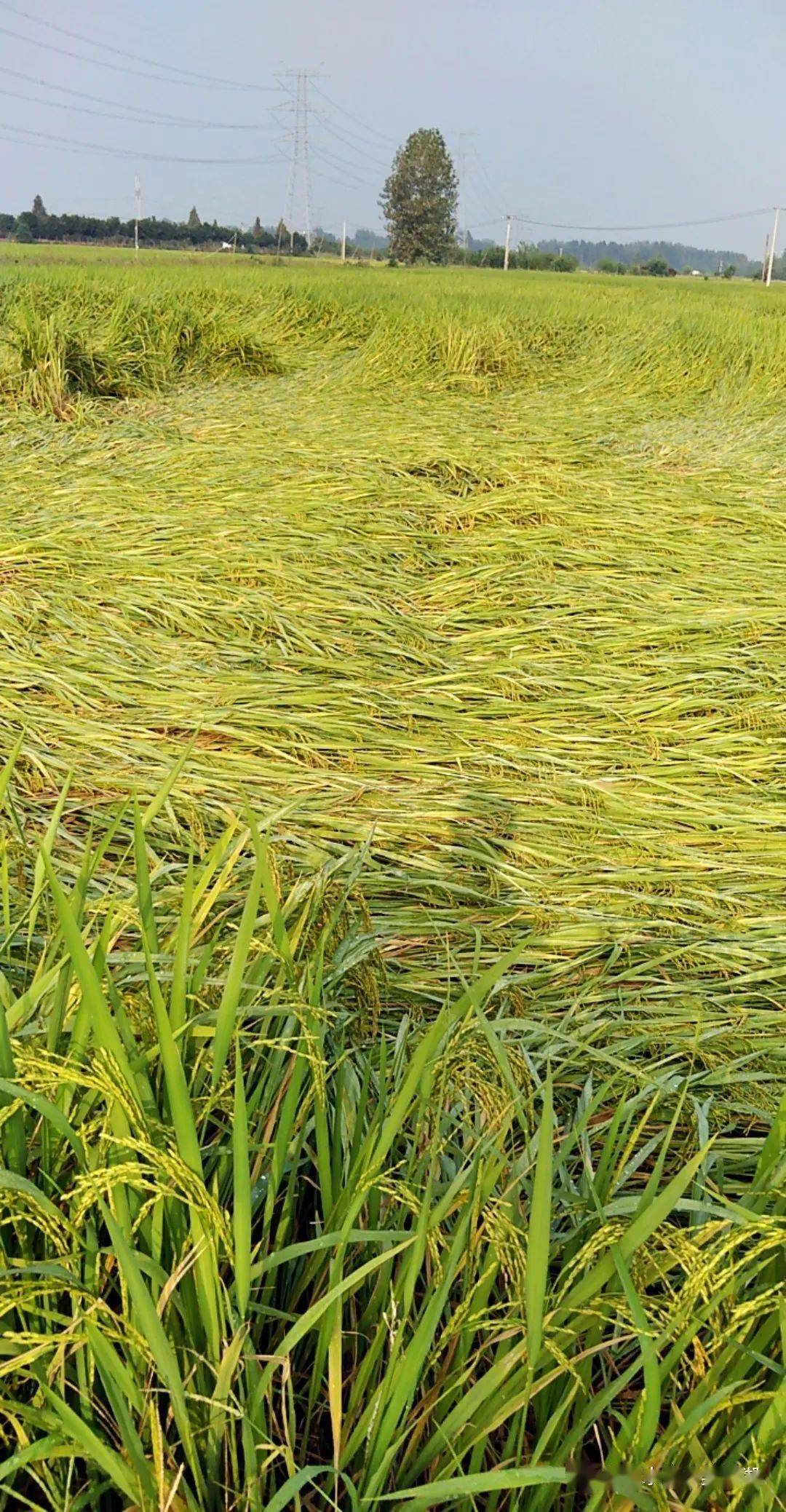 洪灾过后又逢连绵秋雨朱湖抢救倒伏水稻