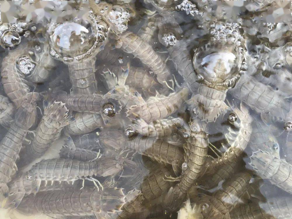 螃蟹|威海海鲜价格这样，快吃起来国庆假期