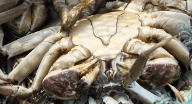 所有人|阳澄湖大闸蟹可以提现货啦~@所有人