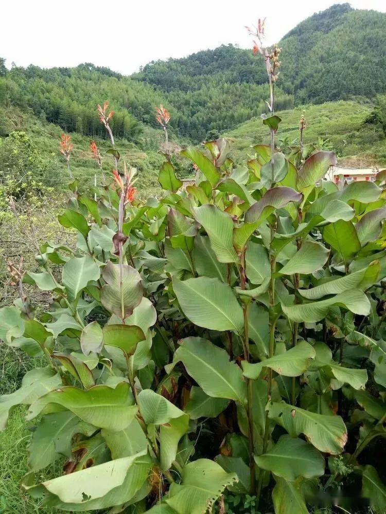 信宜钱排,平塘等镇种植蕉芋已历史悠久,受昼夜温差大,春暖迟,秋冷早