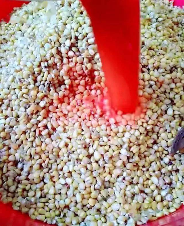 影响|共分为三个步骤钓大鱼的老玉米窝料制作方法