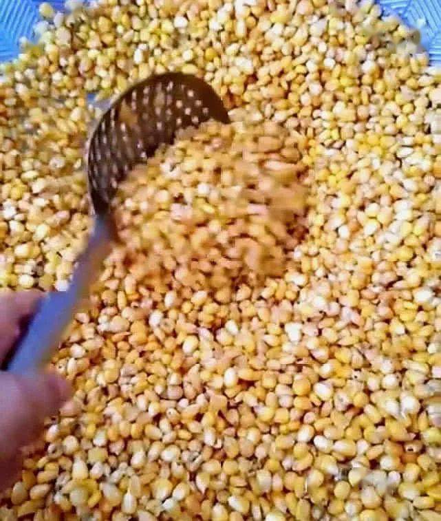 影响|共分为三个步骤钓大鱼的老玉米窝料制作方法