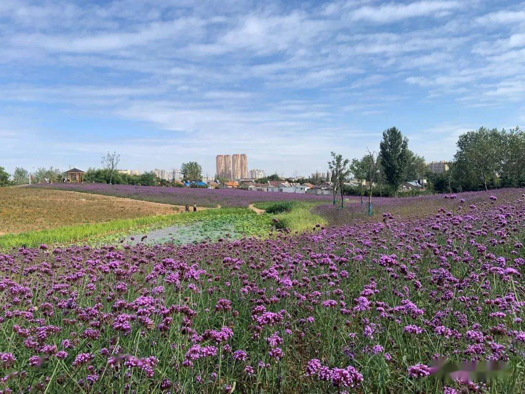 都梁山中 都梁阁 都梁阁上 赏美景 花海 花海是盱眙的热门景点之一