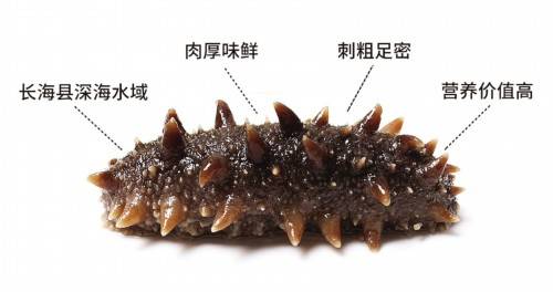 中老年人|海参消费主体是中老年人和体弱者