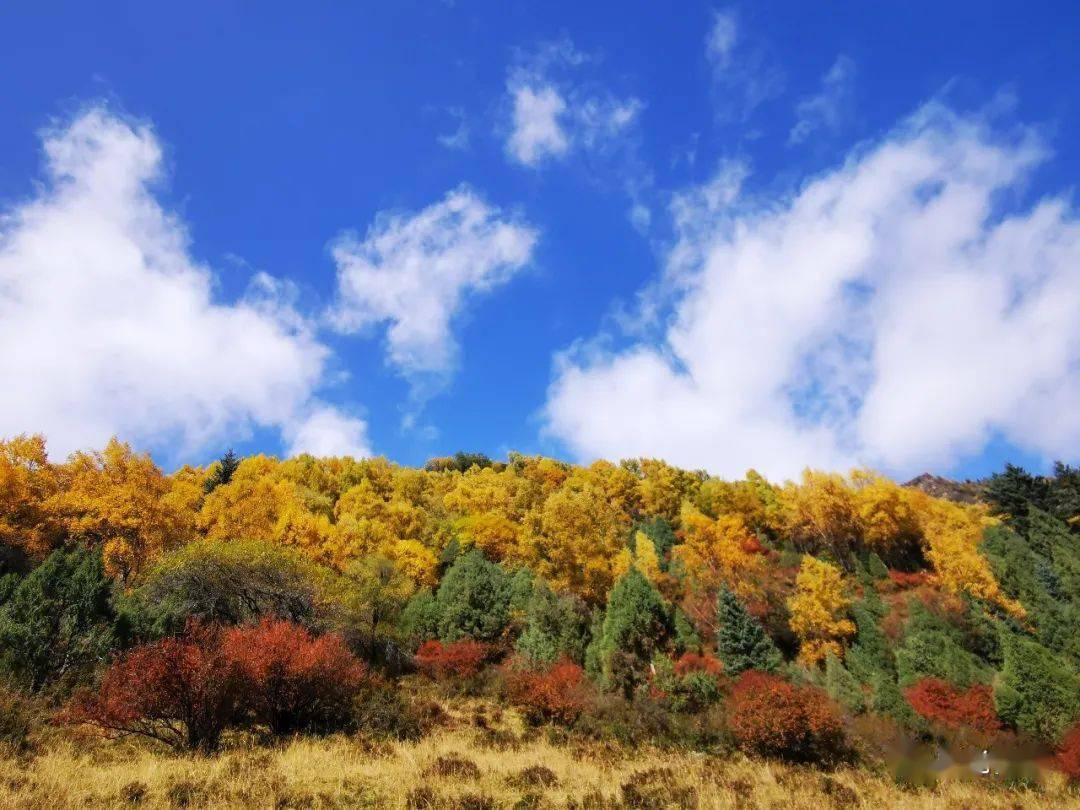 【旅游我推荐】青海互助北山秋景,看不够!