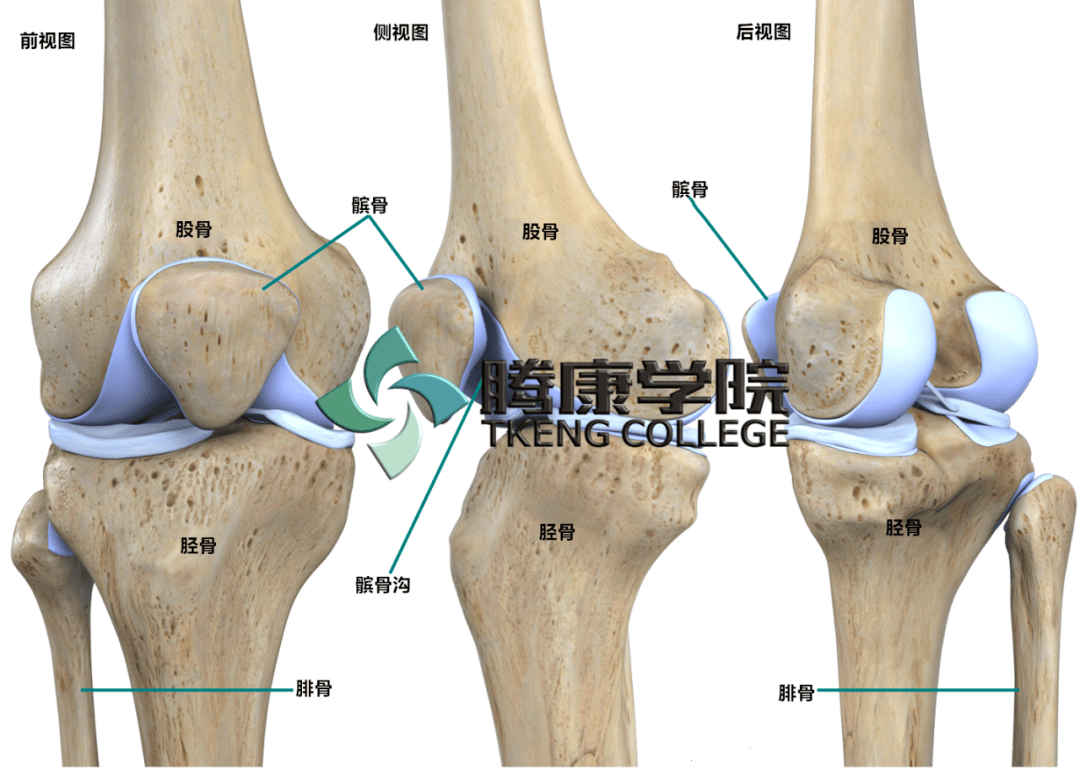 膝关节的解剖及功能_髌骨