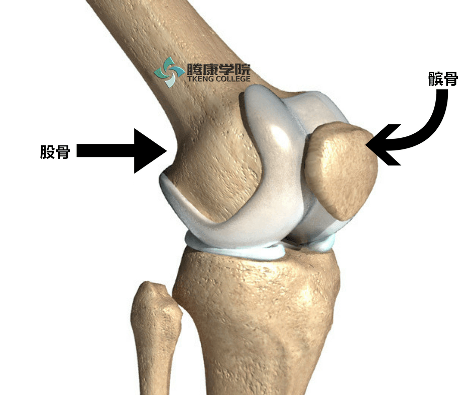 髌骨(俗称膝盖骨)是人体中最大的籽骨.