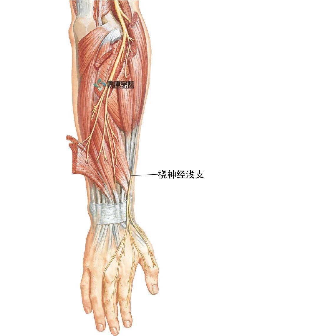 这些分支跨过腕部鼻烟窝,在拇伸肌肌腱浅面和腕关节与舟骨的后方走向