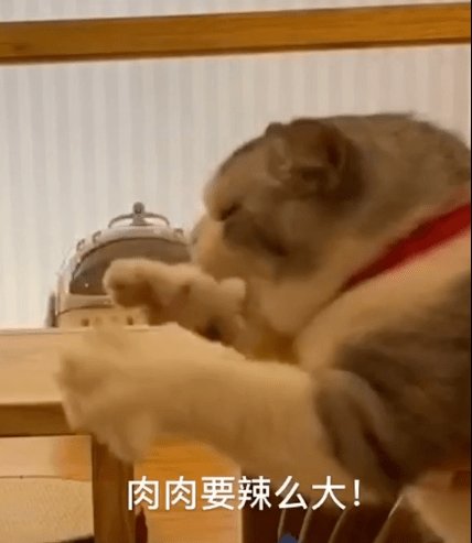 拖地猫表情包:我要吃肉肉!