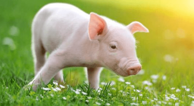 【新突破】一只猪对器官移植的贡献!人类最早将在2021
