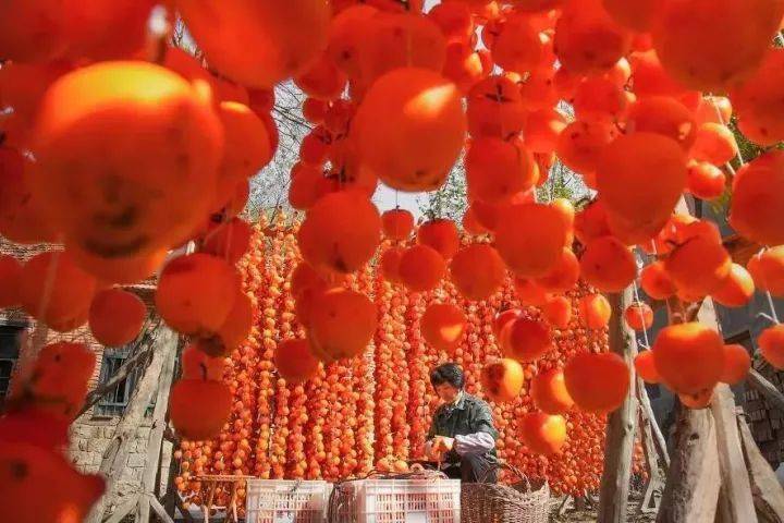 唐人段|柿子红了！柿柿如意！