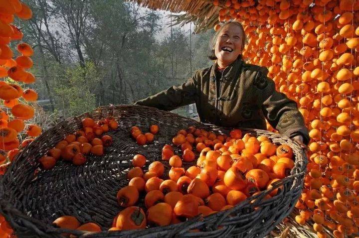 唐人段|柿子红了！柿柿如意！