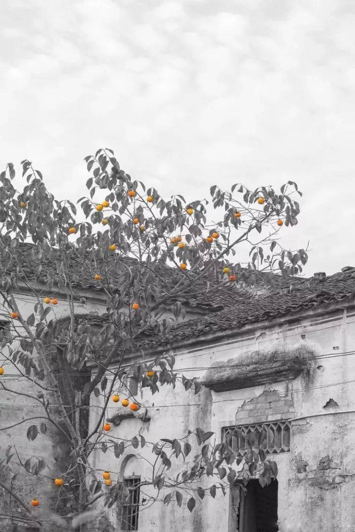 唐人段|柿子红了！柿柿如意！