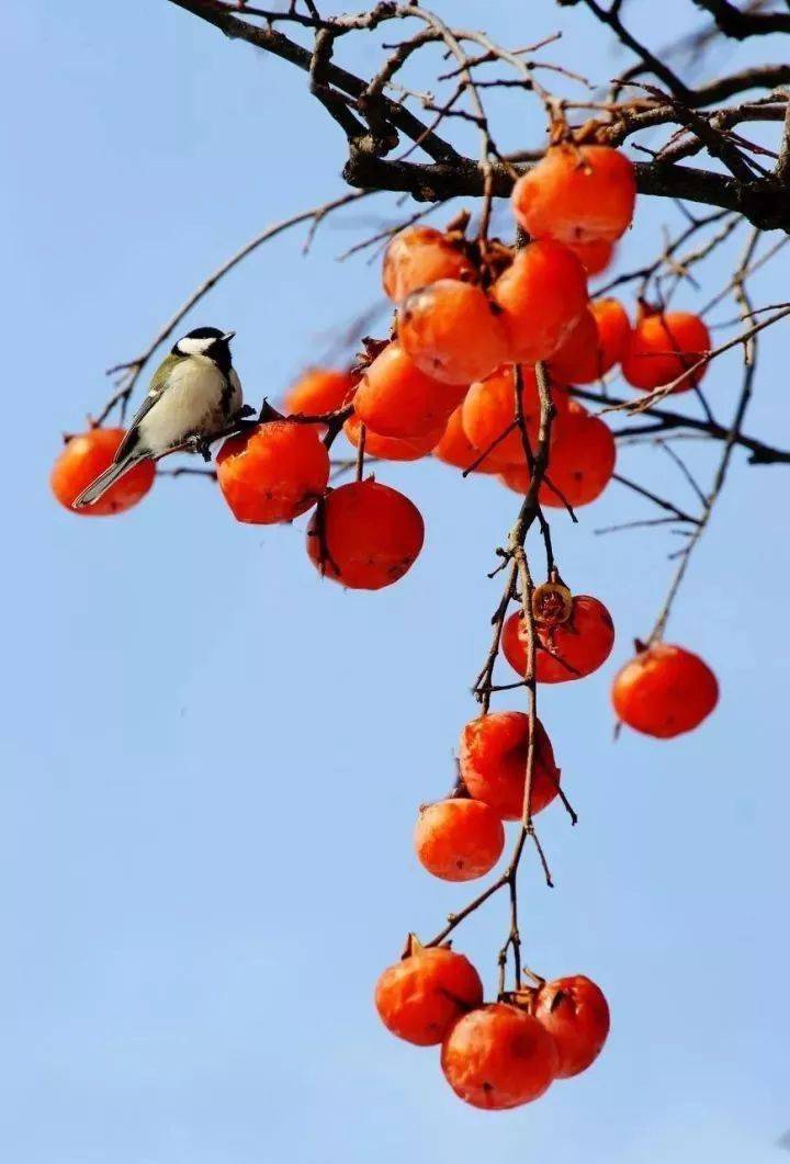 唐人段|柿子红了！柿柿如意！