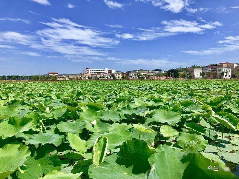 汕尾军船头凤凰公园荷花莲藕生态园打造旅游胜地
