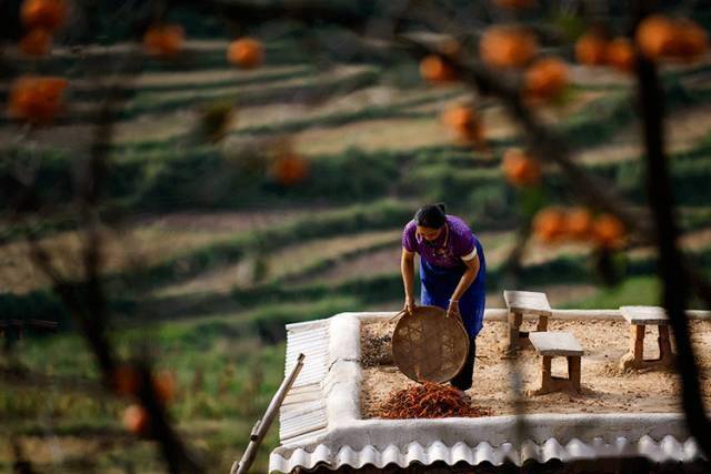 唐人段|柿子红了！柿柿如意！