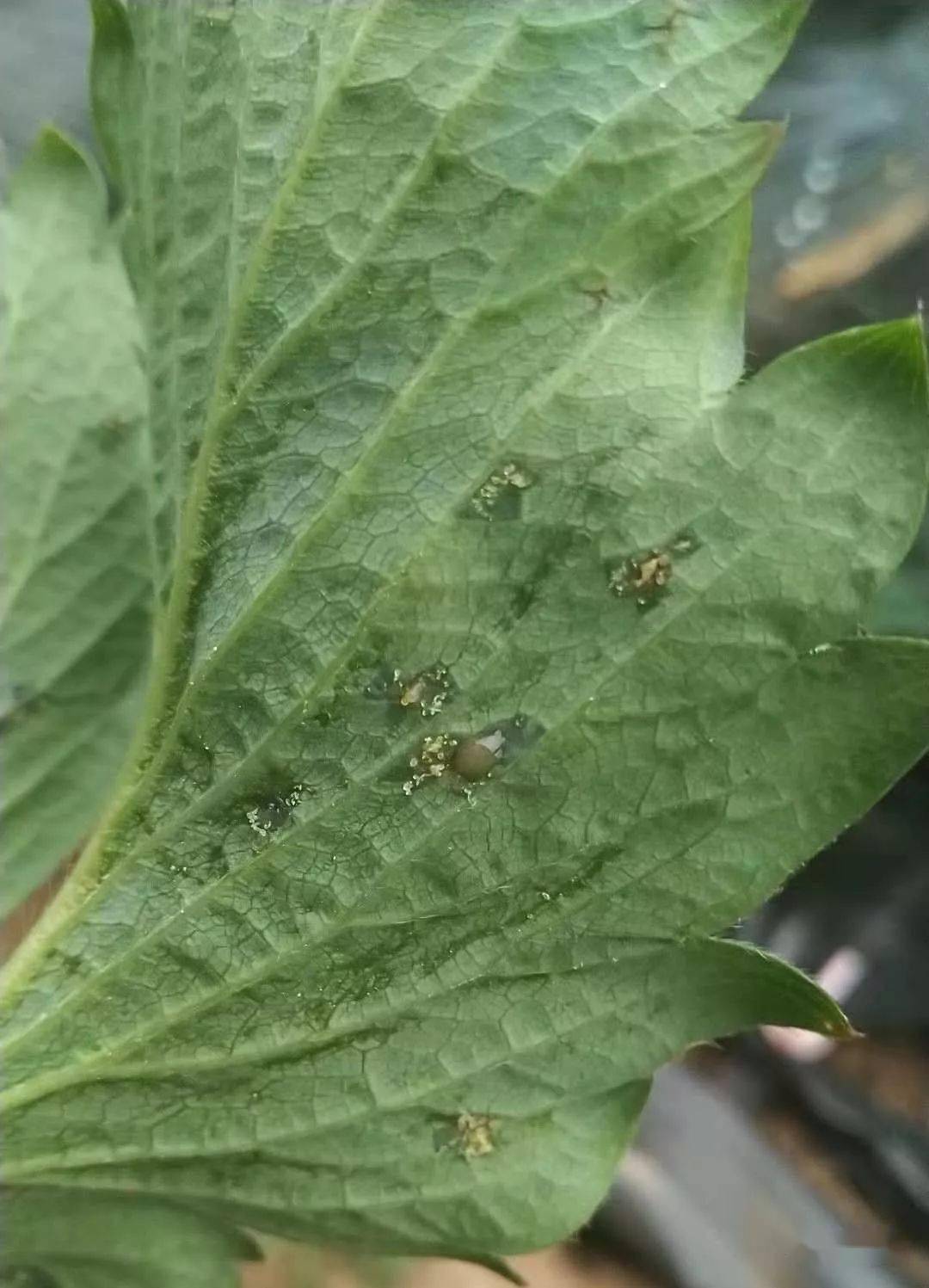 深度剖析草莓空心病!