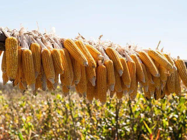 小米|省时省力！黏糯、细腻、醇香热水一冲就好的小米糊